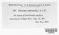 Rhytisma andromedae image